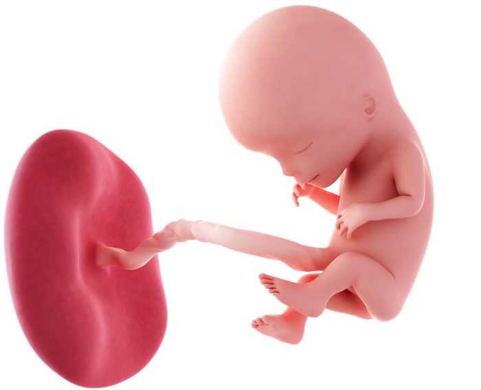 12 неделя беременности: признаки и ощущения женщины, симптомы, развитие плода
