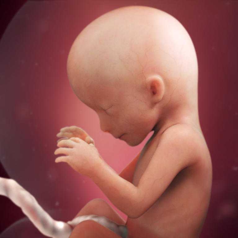 16 неделя беременности. рост живота - фото, щущения, шевеления, позы для сна, гормоны, конец токсикоза