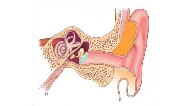 Заложенность уха (ушей). причины, симптомы и признаки заложенности одного или обоих ушей