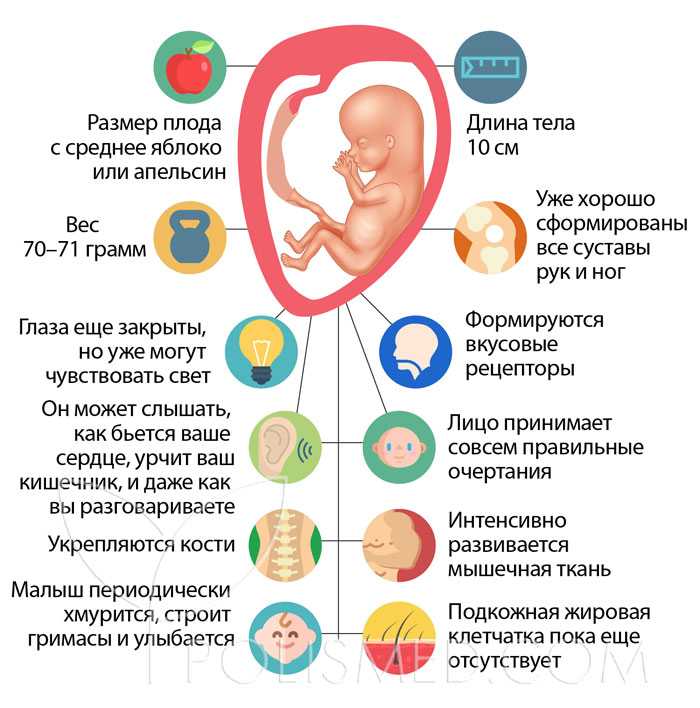 14 недель беременности (29 фото): что происходит с малышом и мамой, размер плода и пол ребенка, развитие и как выглядит ребенок на 13-14 акушерской неделе, рост и его вес