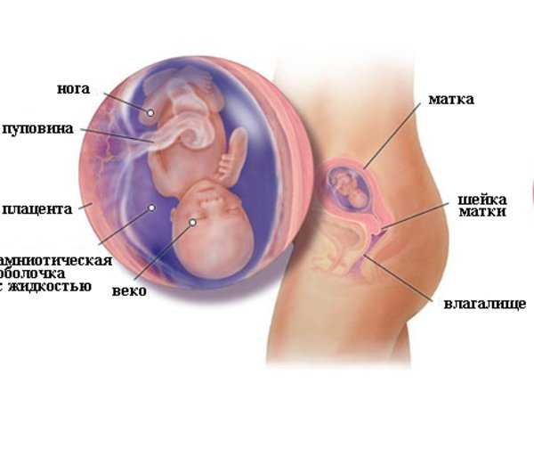 Первая неделя беременности: признаки и ощущения, что происходит, симптомы, узи, видео