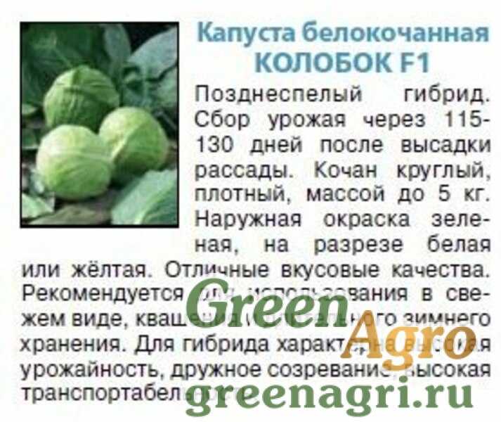 Капуста при беременности: можно ли есть этот овощ свежим, каковы ограничения, а также какое влияние оказывает на мать и ребенка, как лучше приготовить? русский фермер