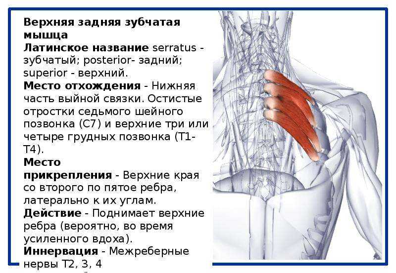 Миозит грудной клетки карта вызова