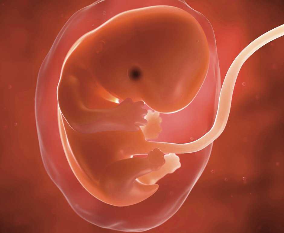 3 неделя беременности: что происходит с эмбрионом и будущей мамой?