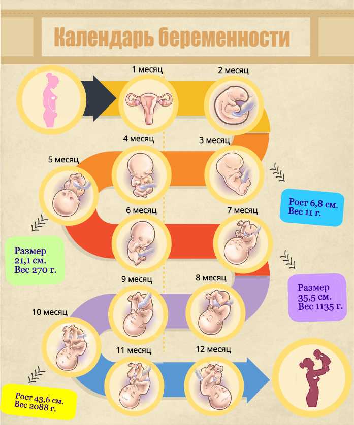 Описание 24 акушерской недели беременности: развитие плода состояние и ощущения беременной на этом сроке На что обратить особое внимание в конце 2 триместра