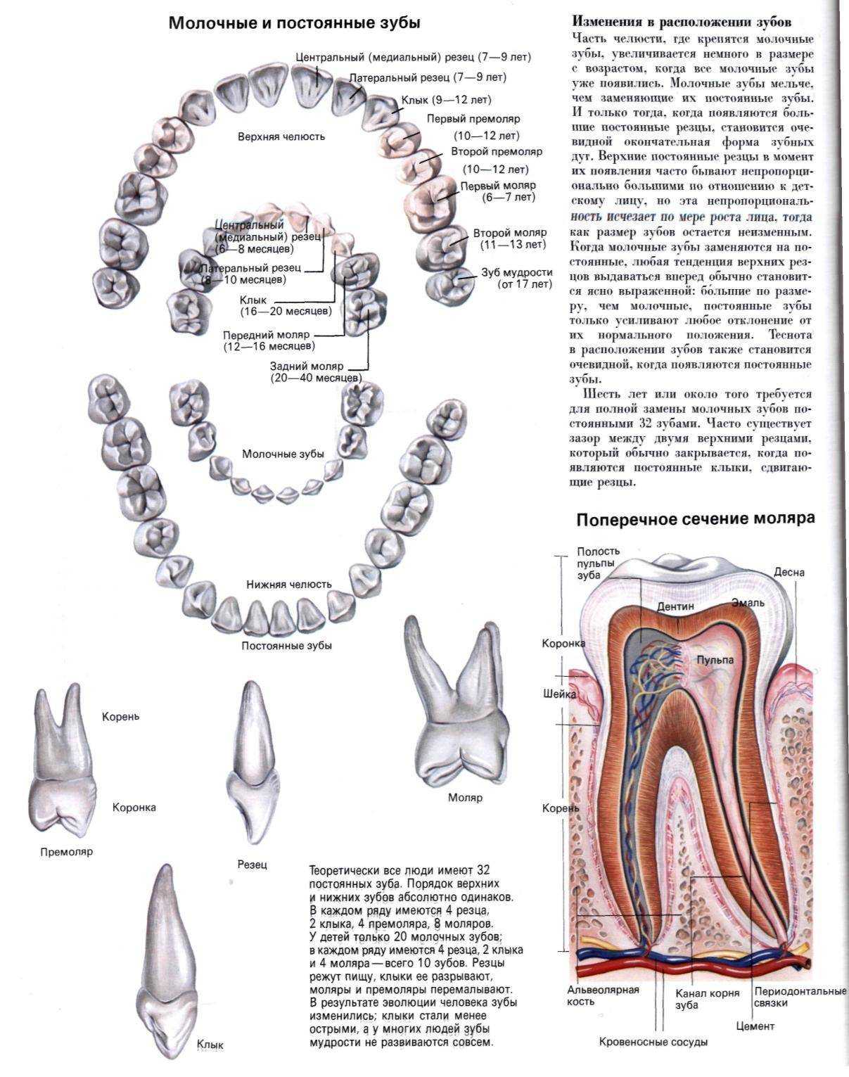 Строение верхних коренных зубов челюсти человека