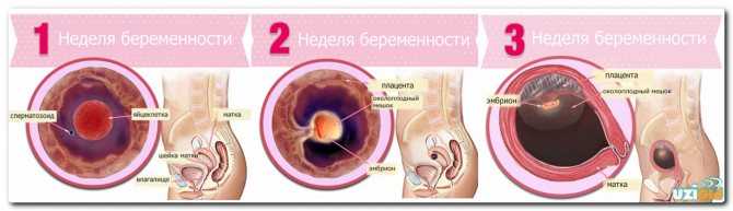 Беременность: 3 неделя по эмбриональному сроку