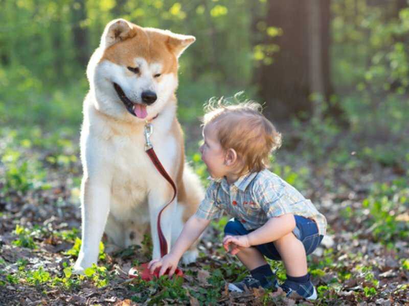 Ребёнок просит завести собаку: как реагировать и что решить? - детская психология