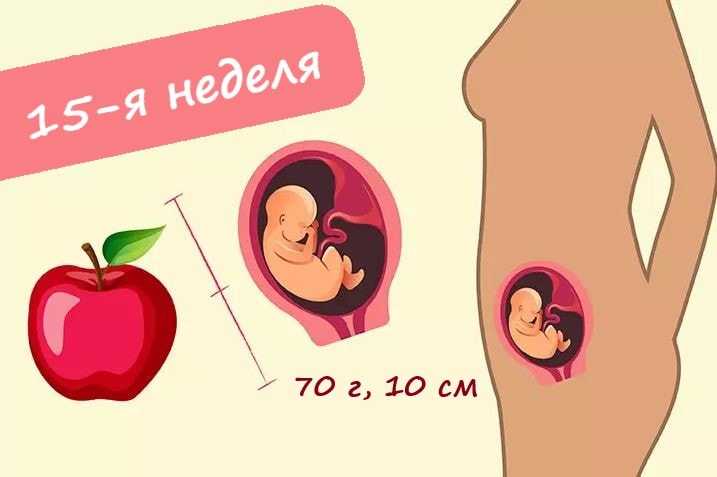 15 неделя беременности: как меняется внешность беременной