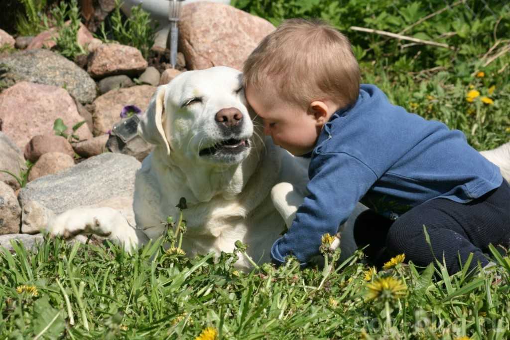 Ребенок просит собаку: что делать, почему дети, какую породу выбрать