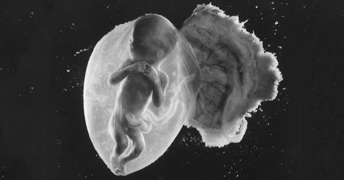 Ребенок в утробе матери / развитие плода человека