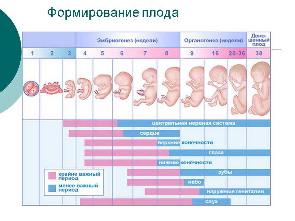 5 неделя беременности: описание, рекомендации и фотобеременность, роды и уход за ребенком