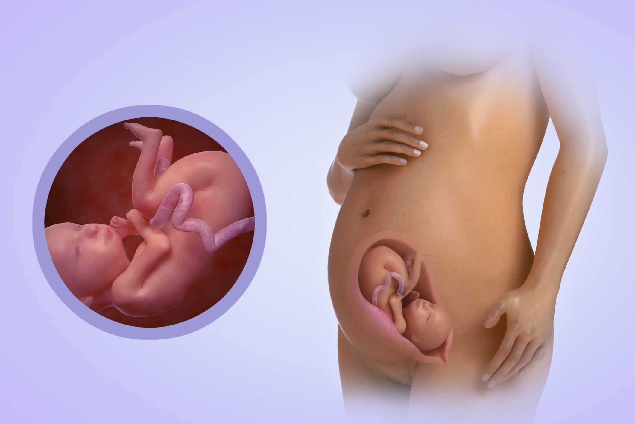 31 неделя беременности: что происходит с малышом и мамой, фото, вес плода