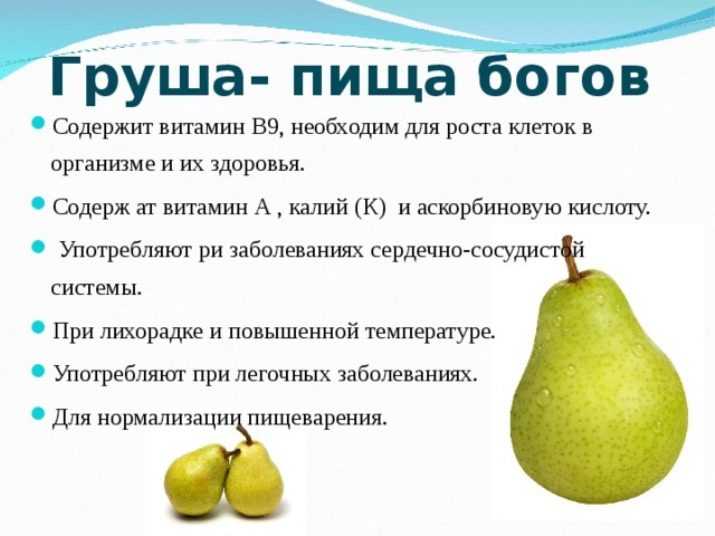 Применение груши: польза и вред низкокалорийного фрукта для здоровья человека