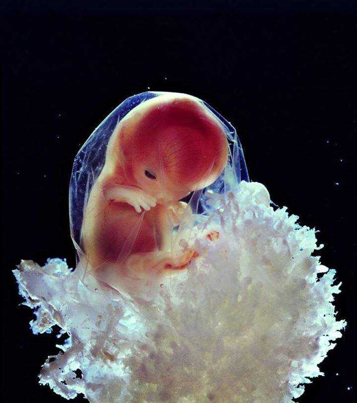 Как протекает развитие ребёнка в утробе матери Как меняется плод от зачатия до рождения Какими особенностями отмечается каждый месяц его внутриутробной жизни