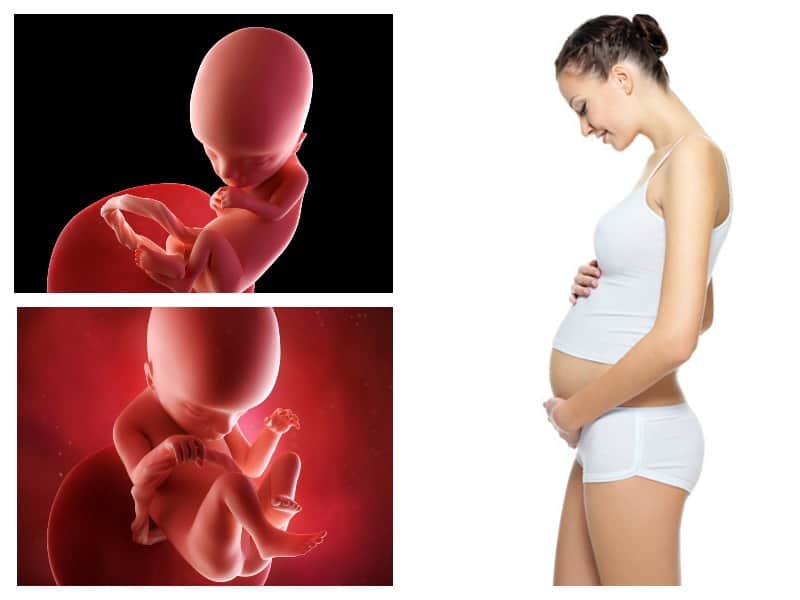 Беременность 14 недель – развитие плода и ощущения женщины