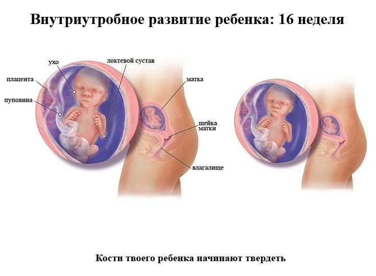 Плод на 16 неделе беременности (20 фото): что происходит с малышом и как он выглядит, размер плода и развитие, пол и вес