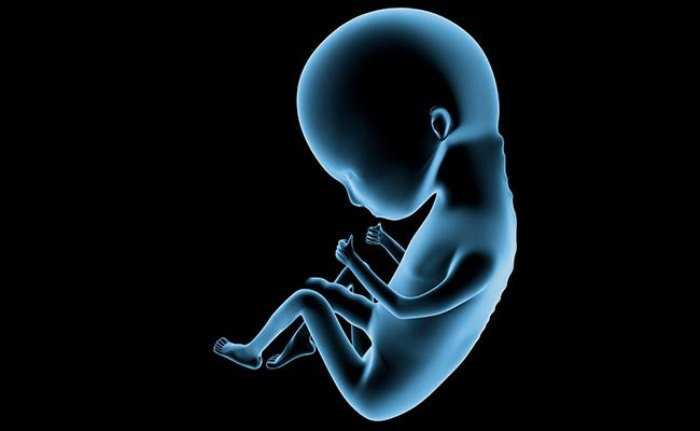 Как питается ребенок в утробе матери: чем и как ест малыш, процесс еды, питание эмбриона на ранних сроках беременности