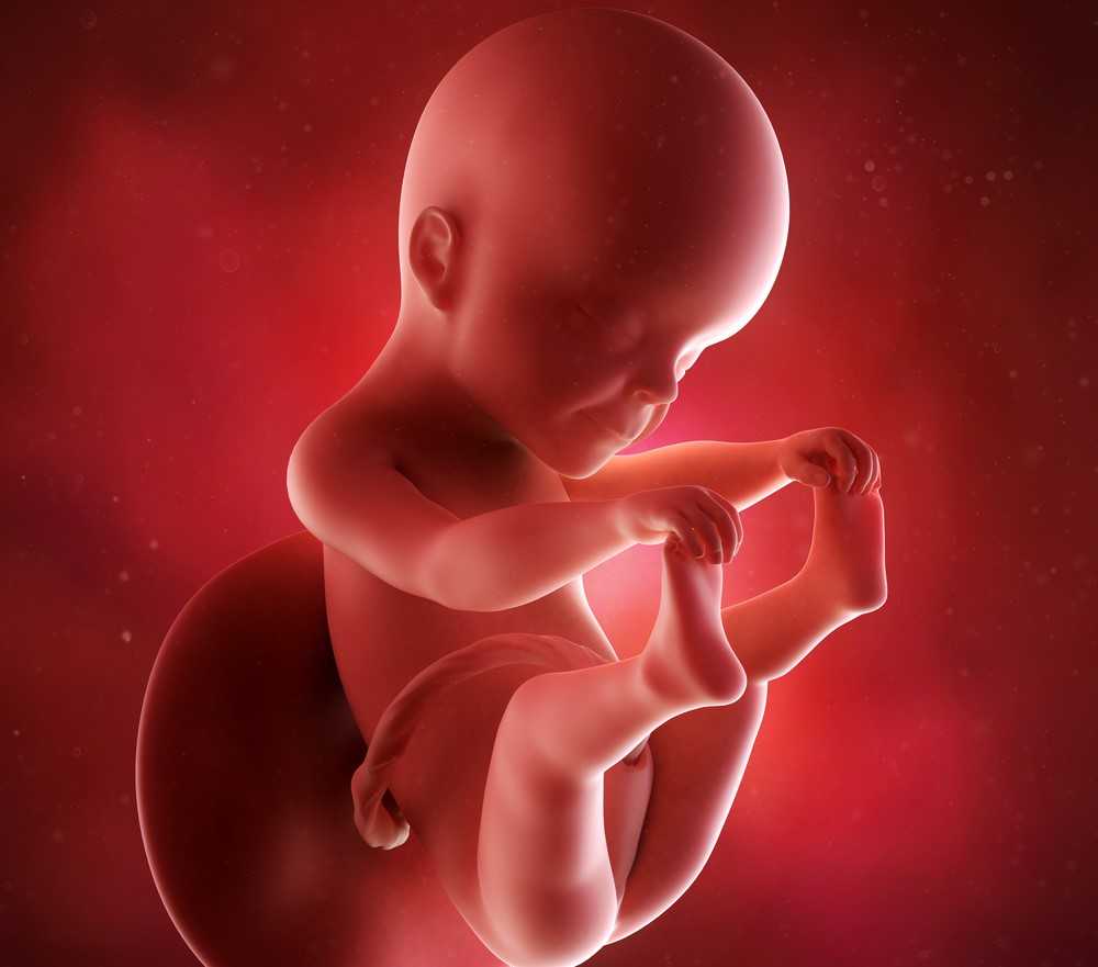 25 неделя беременности: изменения в организме матери и малыша, ощущения, медицинские обследования, питание и режим, факторы риска и опасности. календарь беременности по неделям.