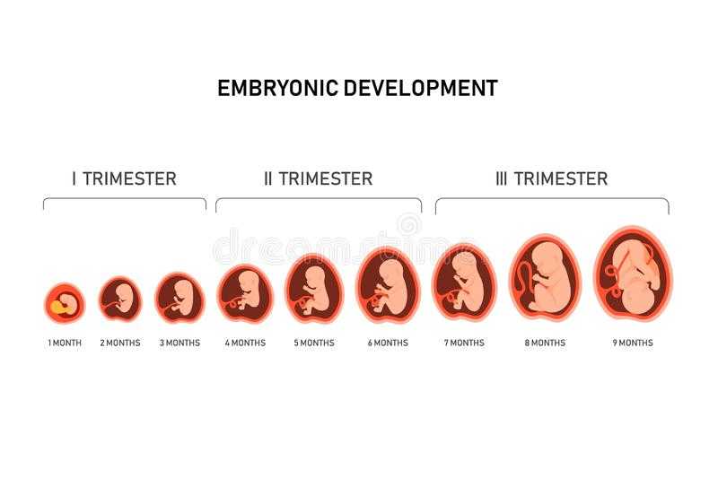Таинство зарождения жизни — зачатие, оплодотворение, беременность