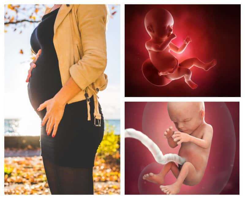 17 неделя: что происходит с малышом и мамой на этом сроке беременности, как развивается плод, что чувствует женщина?