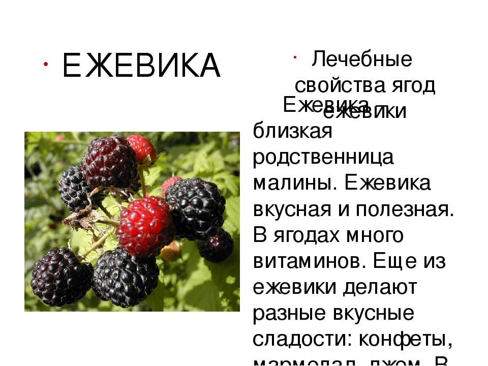 Ежевика польза и вред для организма человека