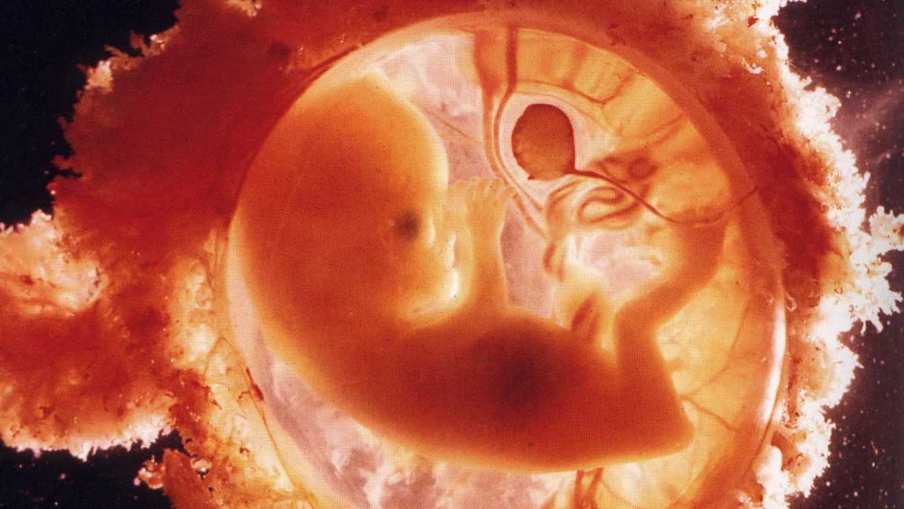 Беременность — 6 недель. что происходит в организме на 6 неделе беременности?