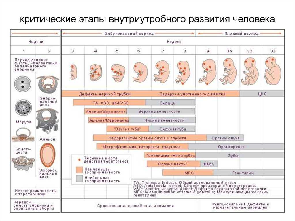 18 неделя беременности: ощущения женщины. размер плода на 18-й неделе :: syl.ru