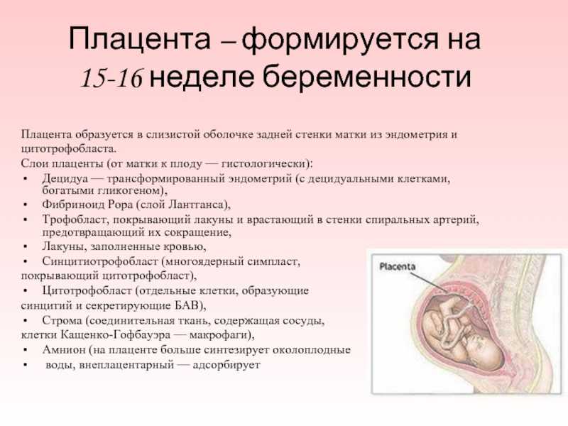 Что значит низкая плацентация при беременности? чем опасна низкая плацентация?