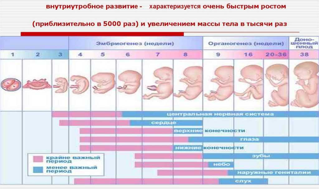 Первый месяц беременности (19 фото): симптомы и ощущения, ключевые признаки и рекомендации, что происходит с эмбрионом, алкоголь и секс, виден ли живот