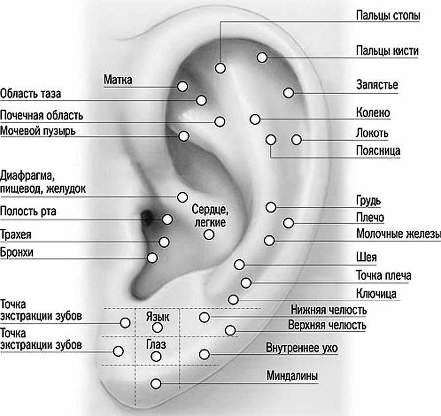 Сколько проколов в ушах можно. Акупунктурные точки ушной раковины. Точки прокола ушей схема. Акупунктурные точки ушной раковины человека схема. Схема точек акупунктуры ушной раковины.