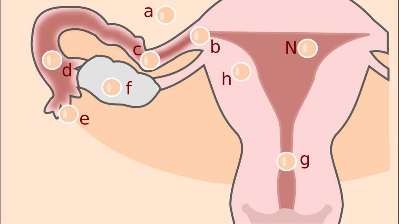 Симптомы внематочной беременности на раннем сроке и лечение