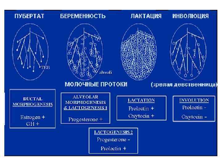 Картина инволютивных изменений молочных желез