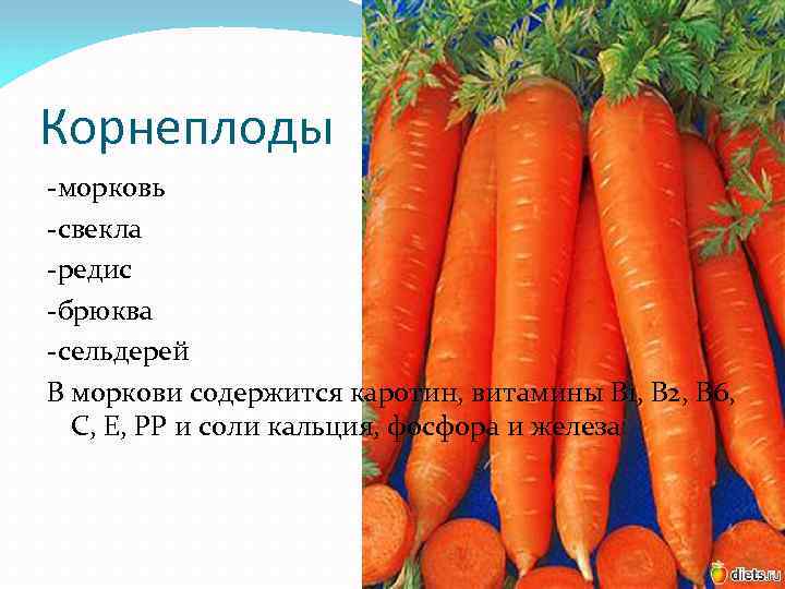 Морковь при беременности — вся группа витамина в для будущих мам!