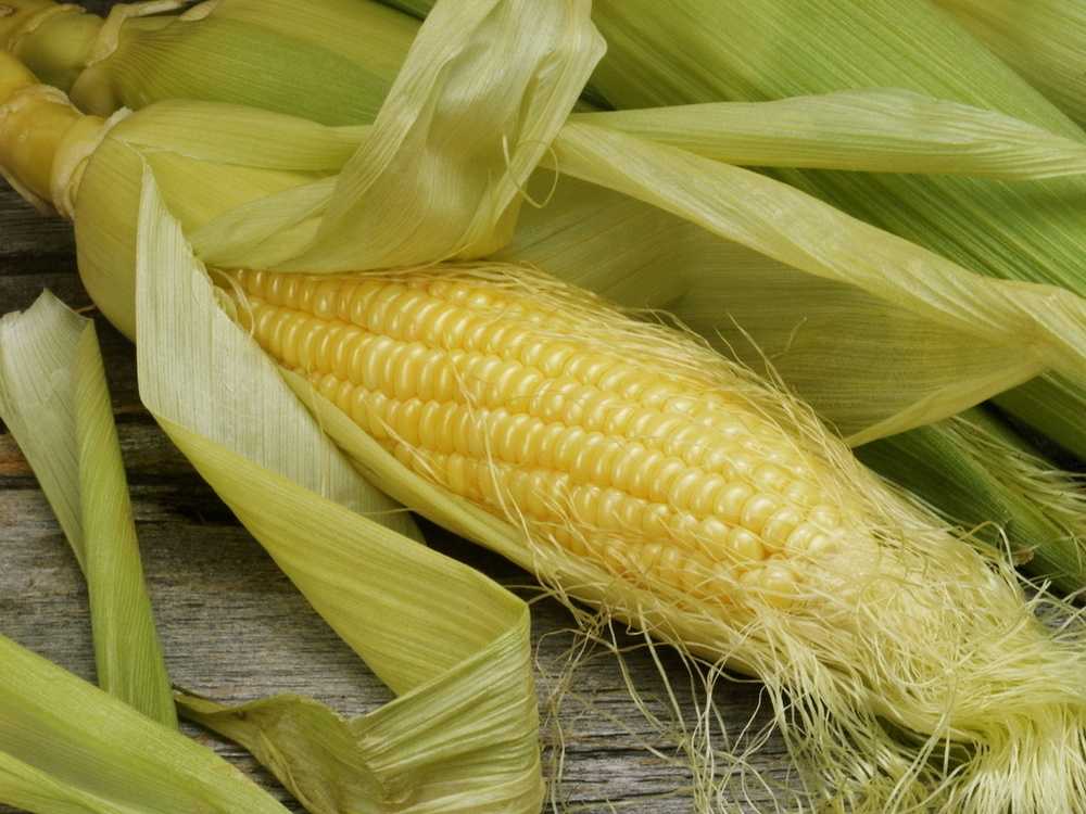 С какого возраста ребенку можно давать кукурузу вареную