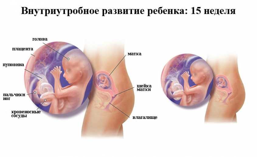 16 неделя беременности (2 триместр)