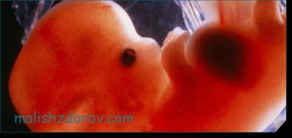 5 неделя беременности: начало токсикоза. как чувствует себя беременная на 5 неделе
