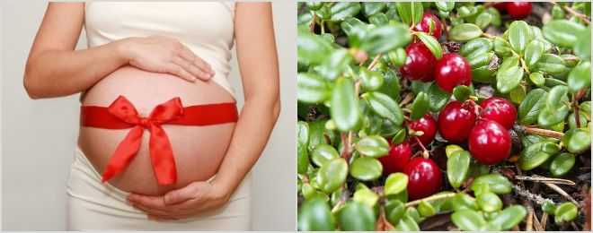 Клюква и клюквенный морс при беременности на ранних и поздних сроках: полезные свойства и противопоказания, отзывы