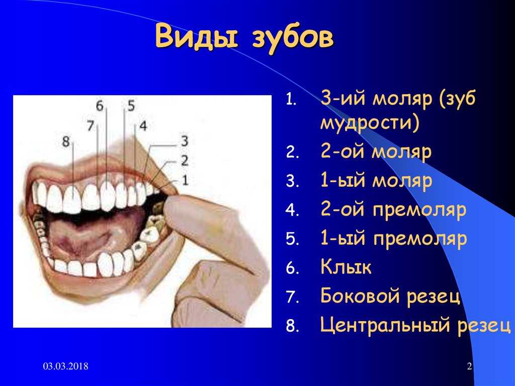 Строение челюсти и зубов у человека фото и название