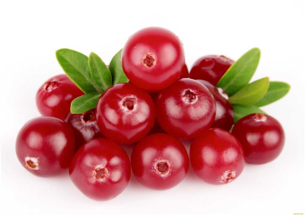 Клюква: полезные свойства и противопоказания красных ягод