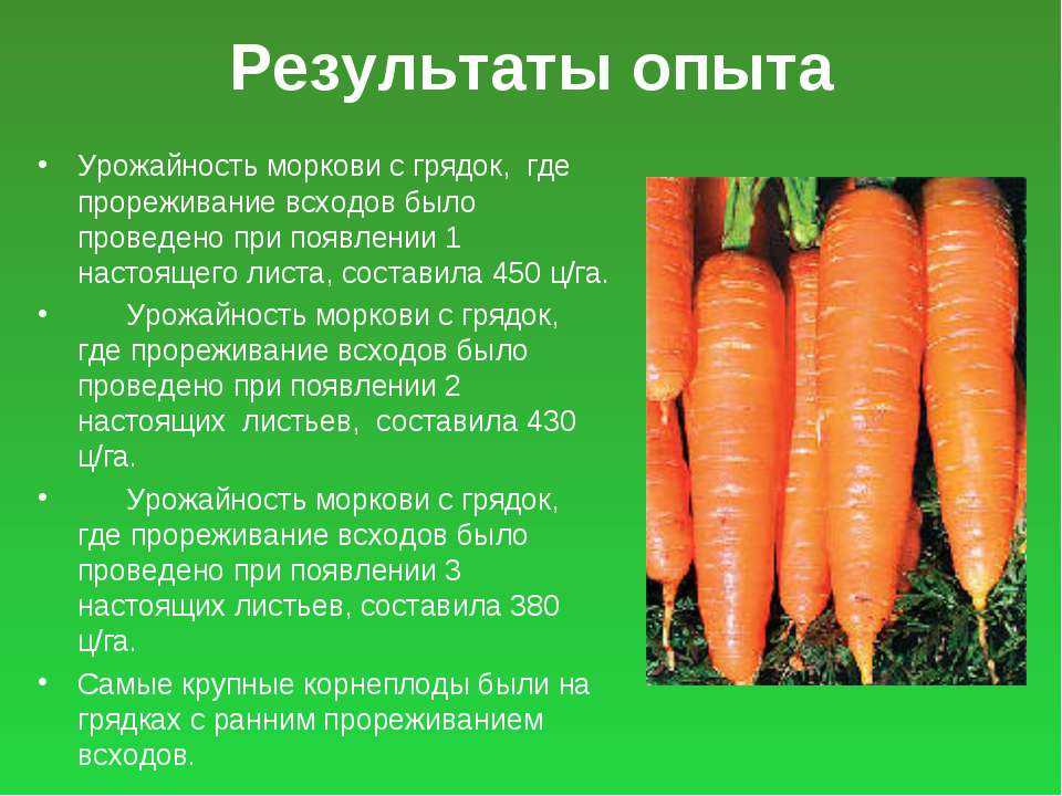 Морковь при беременности: польза, вред и рекомендации по употреблению