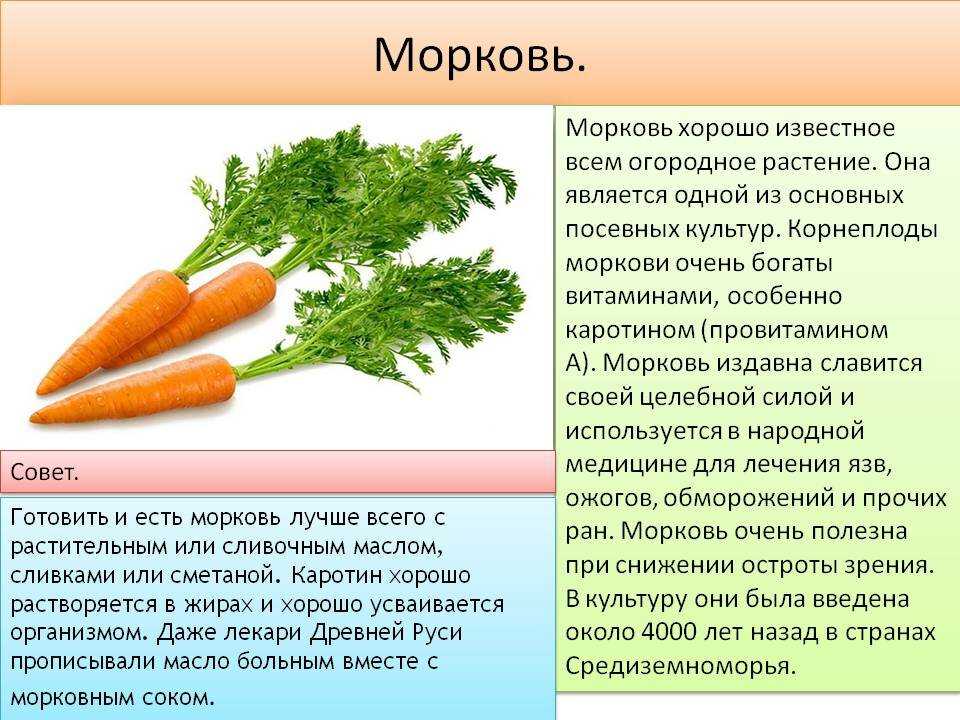 Польза и вред моркови при беременности: корнеплоды, сок, семена