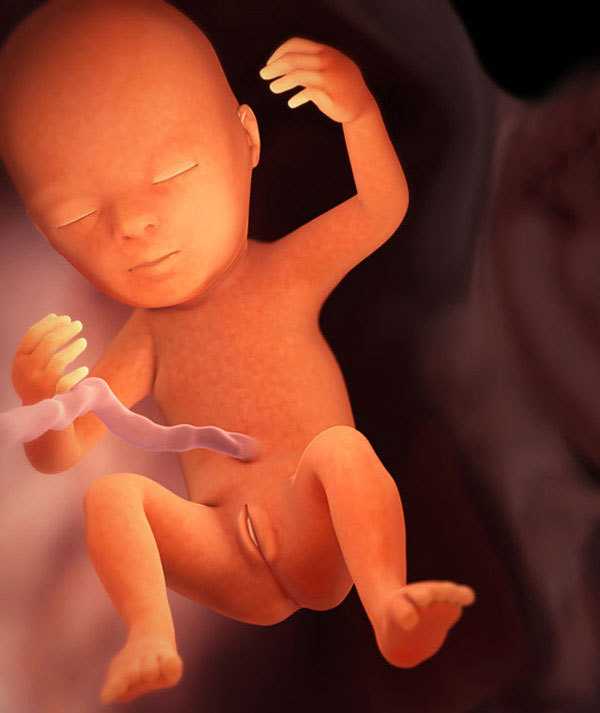 17 неделя беременности: что происходит с малышом (17 фото): развитие плода, размер, где находится и как выглядит ребенок