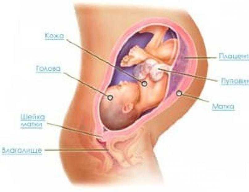 Основные показания и противопоказания для назначения Папаверина на ранних сроках беременности Правильное использование Как снять тонус матки у беременной