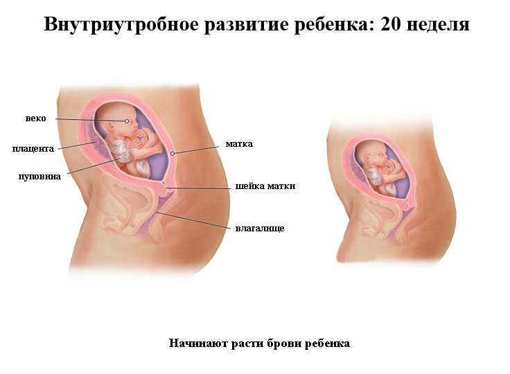 25 неделя беременности: что происходит с малышом и мамой, фото, развитие плода
