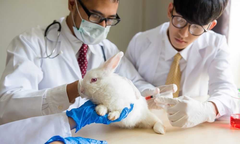 Лабораторные герои: можно ли обойтись без экспериментов на животных?