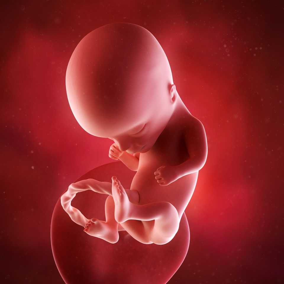 Самочувствие мамы образ жизни обследования питание и противопоказания на 14 неделе беременности Развитие плода ребенка на 14 неделе беременности