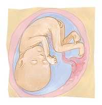 27 неделя беременности: что происходит с малышом и мамой, фото, развитие плода