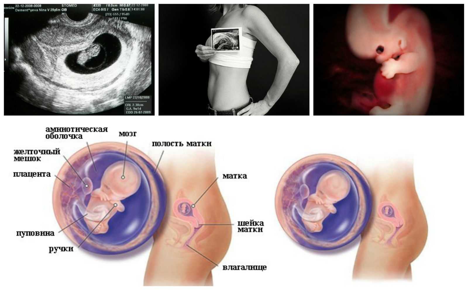 Рациональное питание беременных женщин. что нужно знать при планировании рациона питания во время беременности.