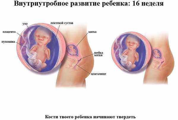 Размеры эмбриона (плода) на разных сроках беременности в сопоставлении с различными овощами и фрукта - наблюдение беременности.  здоровье